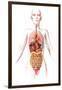 Anatomy of Female Body with Internal Organs-null-Framed Art Print