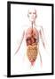 Anatomy of Female Body with Internal Organs-null-Framed Art Print