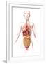 Anatomy of Female Body with Internal Organs-null-Framed Art Print