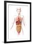 Anatomy of Female Body with Internal Organs-null-Framed Art Print