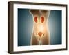 Anatomy of Female Body with Reproductive Organs-null-Framed Art Print