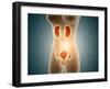 Anatomy of Female Body with Reproductive Organs-null-Framed Art Print