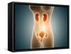 Anatomy of Female Body with Reproductive Organs-null-Framed Stretched Canvas