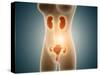 Anatomy of Female Body with Reproductive Organs-null-Stretched Canvas