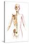 Anatomy of Female Body with Skeleton, Stylized Look-null-Stretched Canvas
