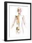 Anatomy of Female Body with Skeleton, Stylized Look-null-Framed Art Print