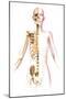 Anatomy of Female Body with Skeleton, Stylized Look-null-Mounted Art Print