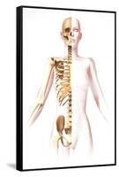 Anatomy of Female Body with Skeleton, Stylized Look-null-Framed Stretched Canvas