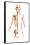 Anatomy of Female Body with Skeleton, Stylized Look-null-Framed Stretched Canvas