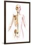 Anatomy of Female Body with Skeleton, Stylized Look-null-Framed Art Print