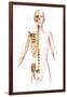 Anatomy of Female Body with Skeleton, Stylized Look-null-Framed Art Print