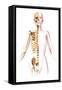 Anatomy of Female Body with Skeleton, Stylized Look-null-Framed Stretched Canvas