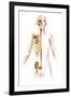 Anatomy of Female Body with Skeleton, Stylized Look-null-Framed Art Print