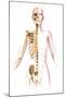 Anatomy of Female Body with Skeleton, Stylized Look-null-Mounted Art Print