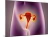 Anatomy of Female Body with Uterus-null-Mounted Art Print