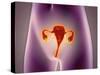Anatomy of Female Body with Uterus-null-Stretched Canvas
