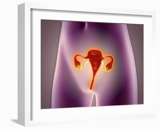 Anatomy of Female Body with Uterus-null-Framed Art Print