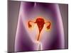 Anatomy of Female Body with Uterus-null-Mounted Art Print