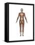 Anatomy of Female Muscular System, Back View-null-Framed Stretched Canvas