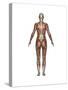 Anatomy of Female Muscular System, Back View-null-Stretched Canvas