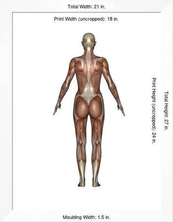 Anatomy Of Female Muscular System Back View Poster Allposters Com