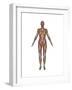 Anatomy of Female Muscular System, Front View-null-Framed Art Print