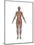 Anatomy of Female Muscular System, Front View-null-Mounted Art Print