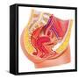 Anatomy of Female Reproductive Syste-null-Framed Stretched Canvas