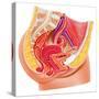 Anatomy of Female Reproductive Syste-null-Stretched Canvas