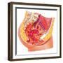 Anatomy of Female Reproductive Syste-null-Framed Art Print