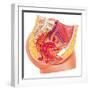 Anatomy of Female Reproductive Syste-null-Framed Art Print