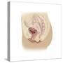 Anatomy of Female Reproductive System-null-Stretched Canvas