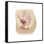 Anatomy of Female Reproductive System-null-Framed Stretched Canvas