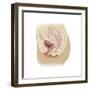 Anatomy of Female Reproductive System-null-Framed Premium Giclee Print