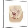 Anatomy of Female Reproductive System-null-Mounted Premium Giclee Print