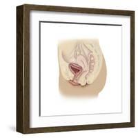 Anatomy of Female Reproductive System-null-Framed Art Print