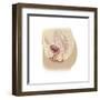 Anatomy of Female Reproductive System-null-Framed Art Print