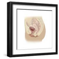 Anatomy of Female Reproductive System-null-Framed Art Print