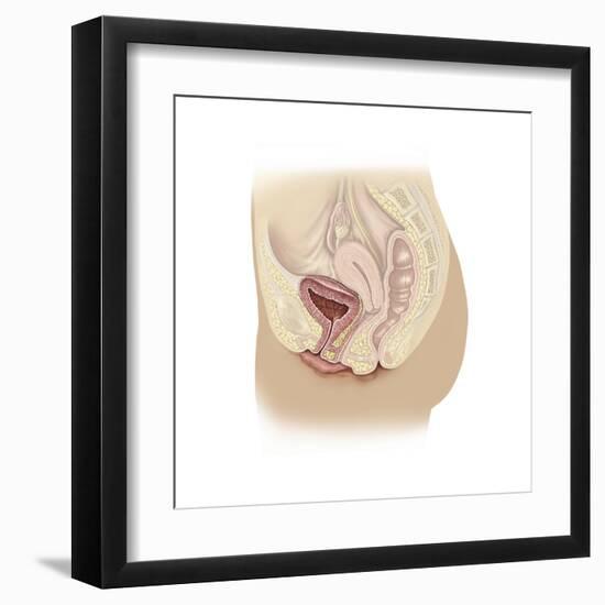 Anatomy of Female Reproductive System-null-Framed Art Print