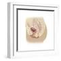 Anatomy of Female Reproductive System-null-Framed Art Print