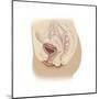 Anatomy of Female Reproductive System-null-Mounted Art Print