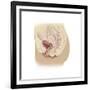 Anatomy of Female Reproductive System-null-Framed Art Print
