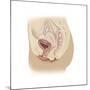 Anatomy of Female Reproductive System-null-Mounted Art Print