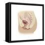 Anatomy of Female Reproductive System-null-Framed Stretched Canvas