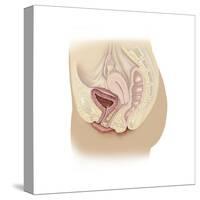 Anatomy of Female Reproductive System-null-Stretched Canvas