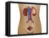 Anatomy of Female Urinary System-Stocktrek Images-Framed Stretched Canvas