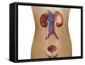 Anatomy of Female Urinary System-Stocktrek Images-Framed Stretched Canvas