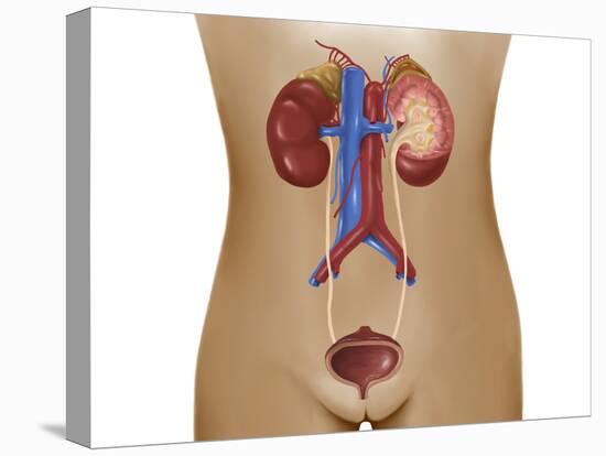 Anatomy of Female Urinary System-Stocktrek Images-Stretched Canvas