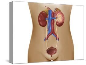 Anatomy of Female Urinary System-Stocktrek Images-Stretched Canvas
