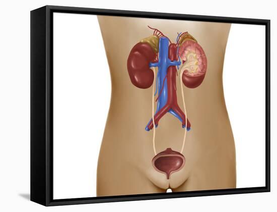 Anatomy of Female Urinary System-Stocktrek Images-Framed Stretched Canvas